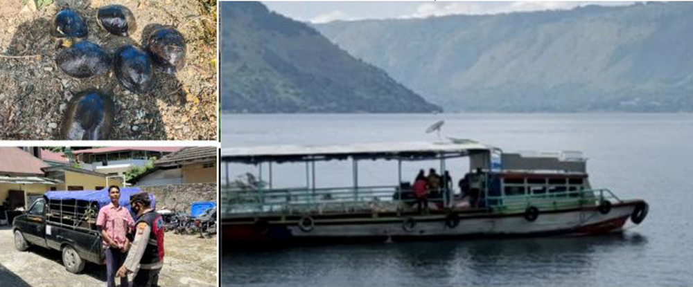 Pelepasan sejumlah labi-labi ke perairan di Danau Toba, Minggu (6/8/2023), diduga ritual etnis tertentu.