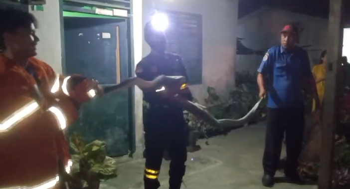 Ular piton yang ditangkap petugas Damkar Satpol PP Asahan. (Foto: Dok Satpol PP)