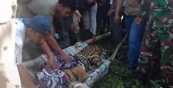 Evakuasi Harimau Sumatera yang terjerat perangkap Babi Hutan.