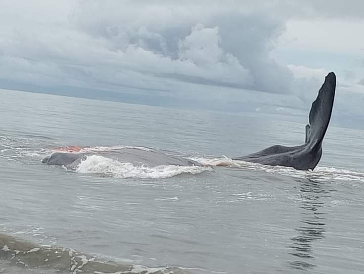 Seekor ikan paus raksasa terdampar di Pantai Sindeas, Kecamatan Manduamas, Kabupaten Tapanuli Tengah, Sumatera Utara. (Foto: Akun Facebook)