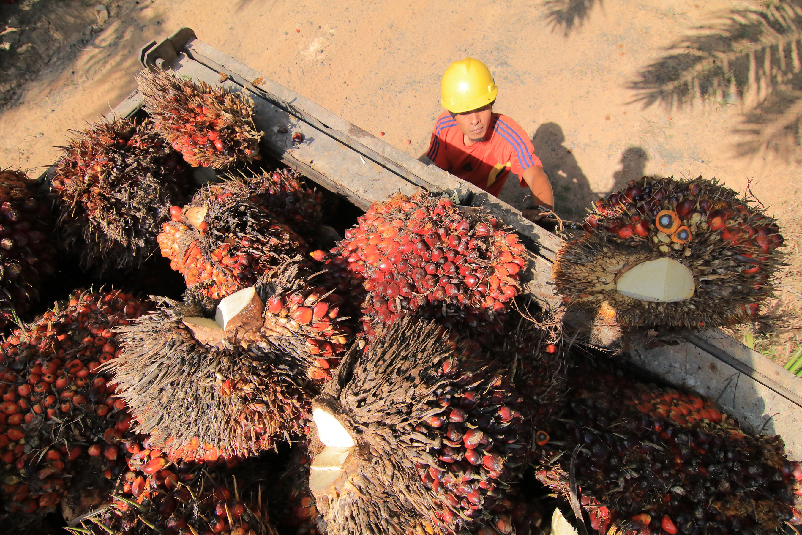 Produksi kelapa sawit Kaltim menjadi potensi besar pengembangan bahan bakar nabati. Foto: Fuad Muhammad/KP