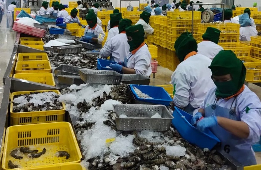 RUTIN: Pekerja PT Syam Surya Mandiri membersihkan udang yang akan diekspor ke Jepang hingga Eropa. Setiap bulan mereka mampu mengirim 10-15 kontainer.