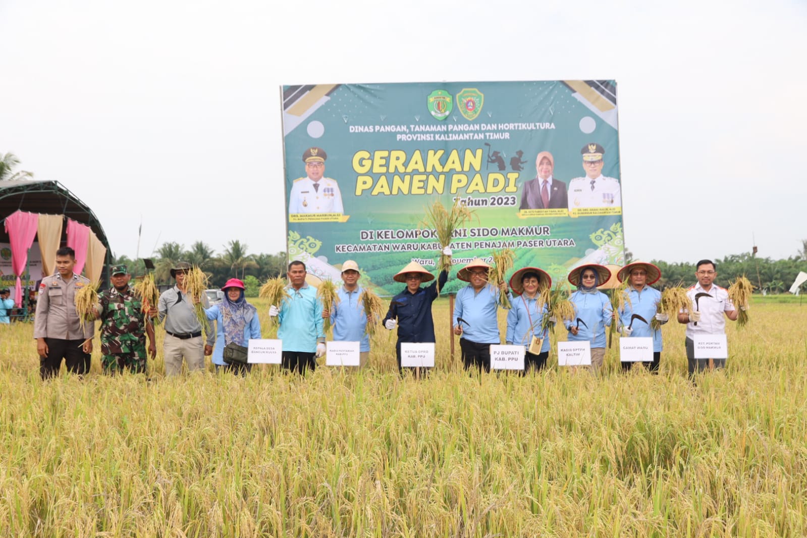 PANEN: Sebelum masa panen Maret 2024 ini, Kelompok Tani  Sido Makmur, Desa Bangun Mulya, Kecamatan Waru, PPU,  telah melakukan panen padi rawa yang dihadiri pejabat, Sabtu (11/11/2023).