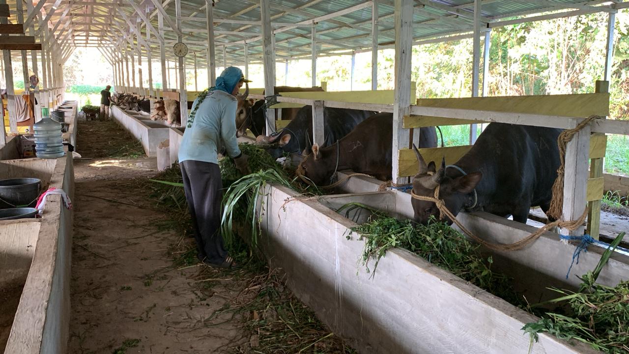 KURBAN: Selama 32 tahun kembangkan usaha di bidang peternakan, pasar terbesar adalah saat momen Iduladha. Selain memenuhi kebutuhan internal pondok, juga permintaan tinggi dari warga.