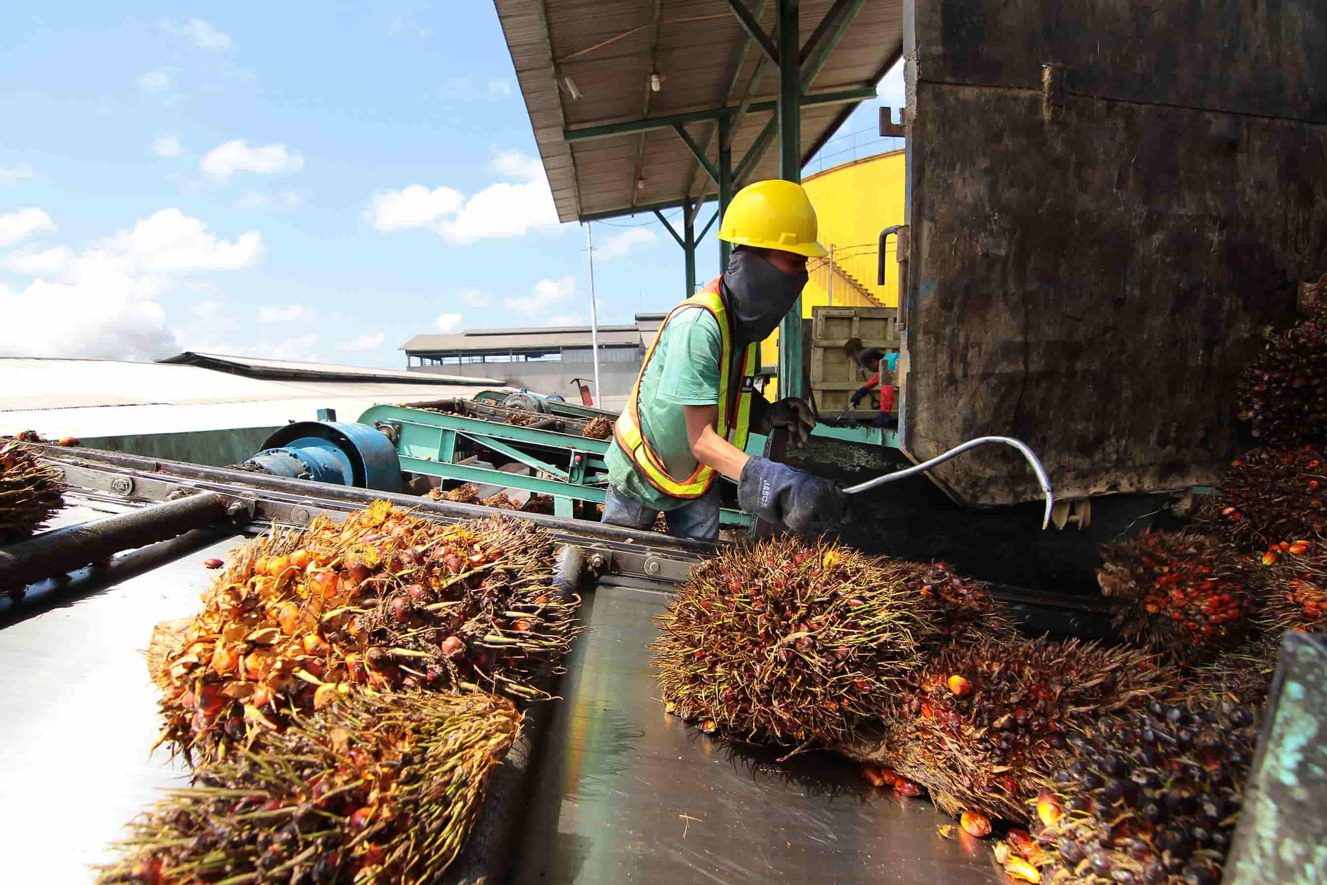 MENANJAK: Harga tandan buah segar kelapa sawit berhasil menembus level Rp 2.598 per kilogram.