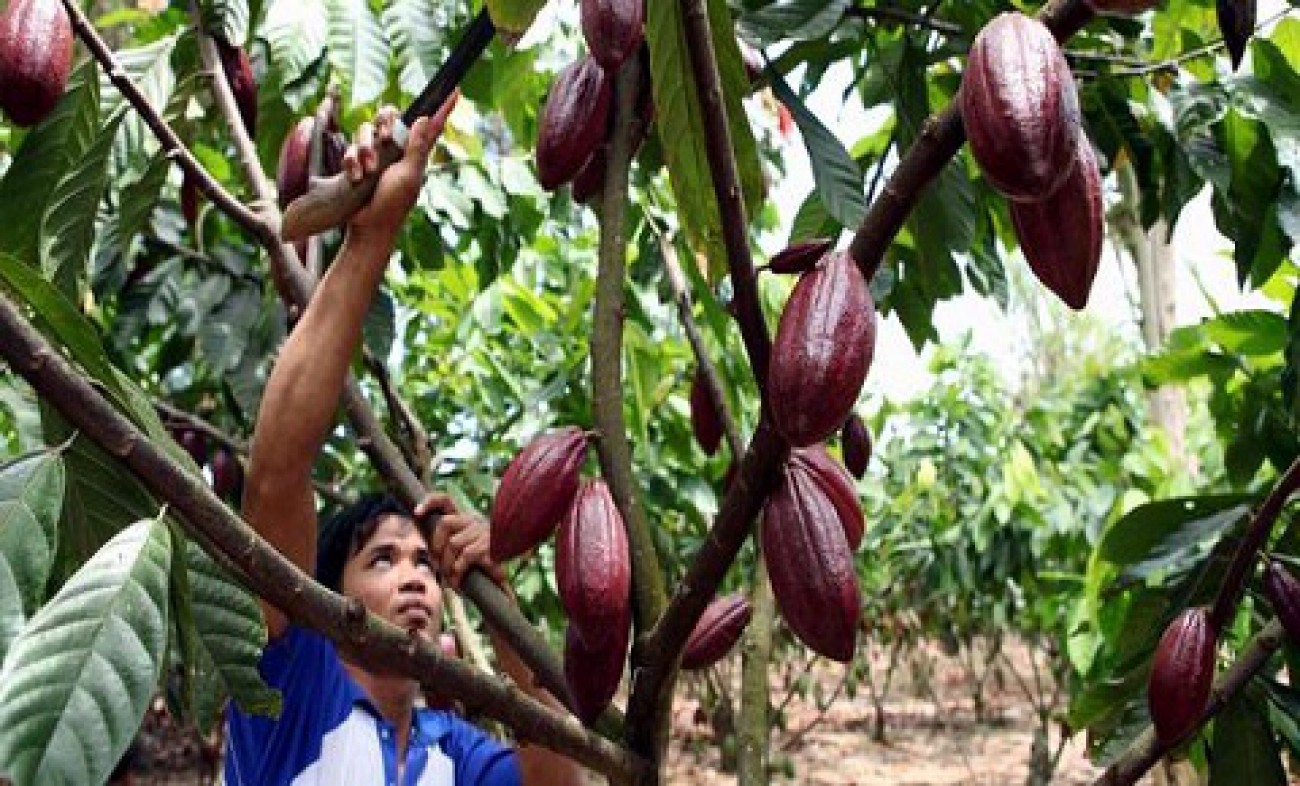 POTENSIAL: Jumlah petani yang menanam kakao di Berau belum terlalu banyak. Sementara permintaan di pasar domestik maupun internasional cukup besar.