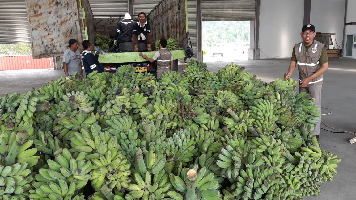 POTENSIAL: Komoditas yang berpotensi diekspor ke Australia di antaranya pisang kepok hingga herbal.