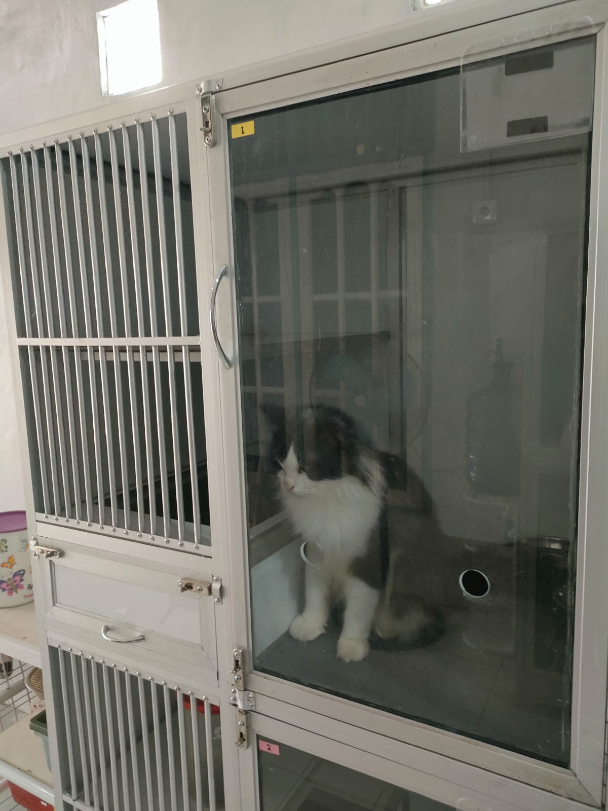 HOTEL KUCING: Bisnis penginapan untuk kucing terbilang masih minim di Kabupaten Paser.