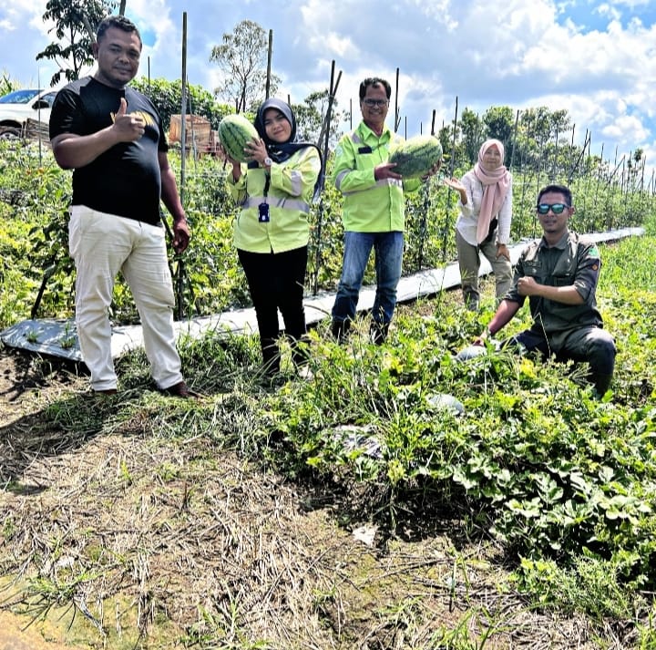 HASIL PANEN: Mohamad Nilzam (tengah) menunjukkan hasil panen raya buah semangka hasil pengembangan bersama gapoktan Desa Purwajaya,&nbsp;Kukar.