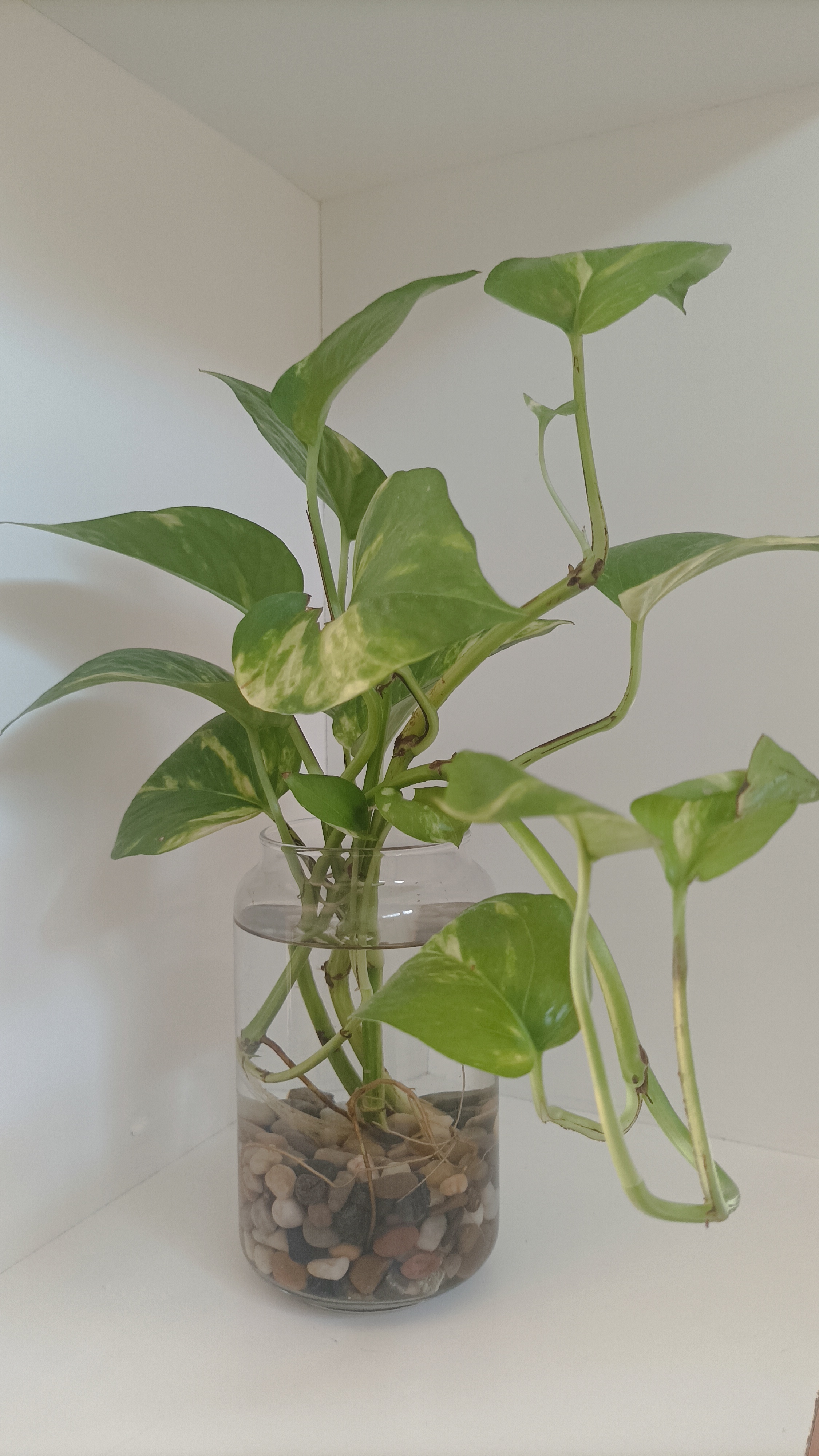 Tanaman sirih gading untuk percantik ruangan. (dokumen pribadi)