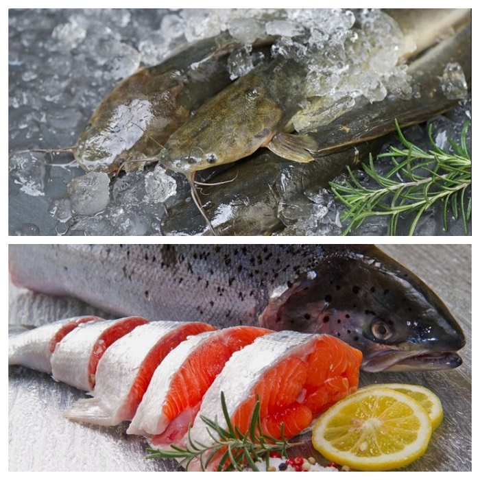 Ilustrasi ikan lele dan salmon yang memiliki nutrisi baik untuk tubuh. (freepik.com)