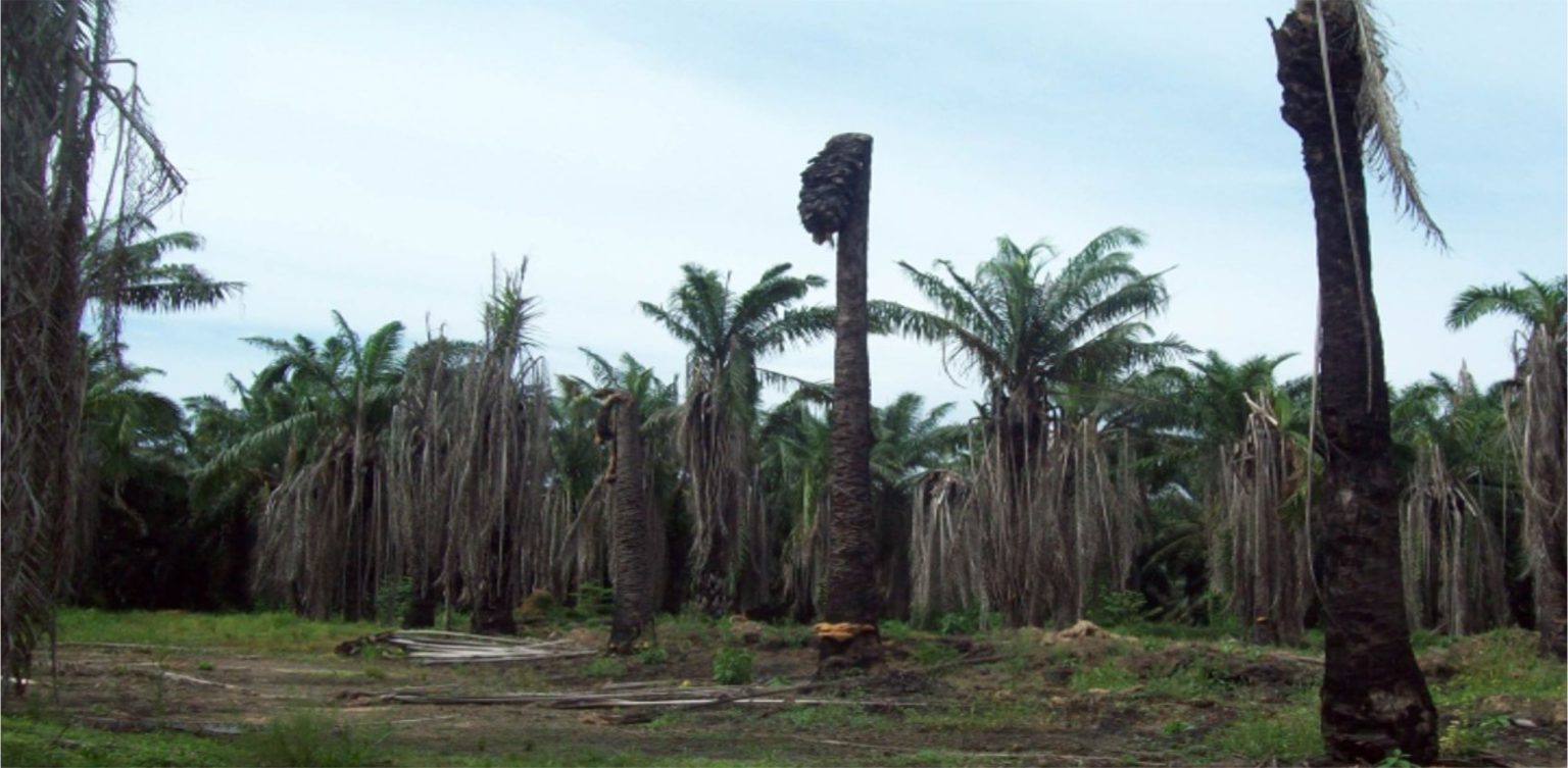 GANAS: Serangan ganoderma, jamur ganas pada pohon kelapa sawit apabila tidak segera ditanggulangi dapat menyebabkan kelapa sawit mati seperti ini. (FOTO: IST)