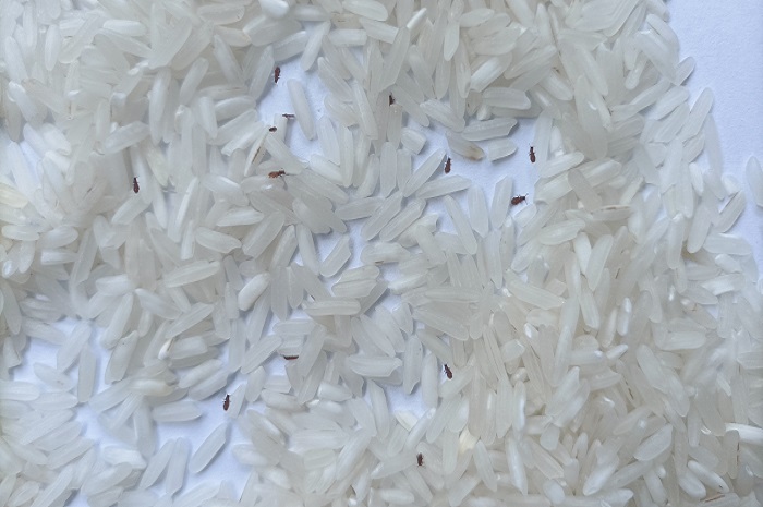 Ilustrasi beras yang dibiarkan lama dan menumpuk, menyebabkan datangnya kutu beras.