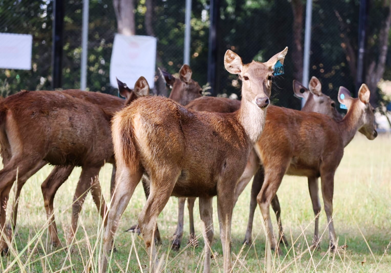 MENGGEMASKAN: Tak hanya di Pusat Penangkaran Rusa Apiapi di Kecamatan Waru, PPU. Awal Februari 2024 lalu rusa-rusa dari itu juga ditangkarkan di kandang belakang Kantor Bupati PPU. (FOTO: FOTO: ARI)