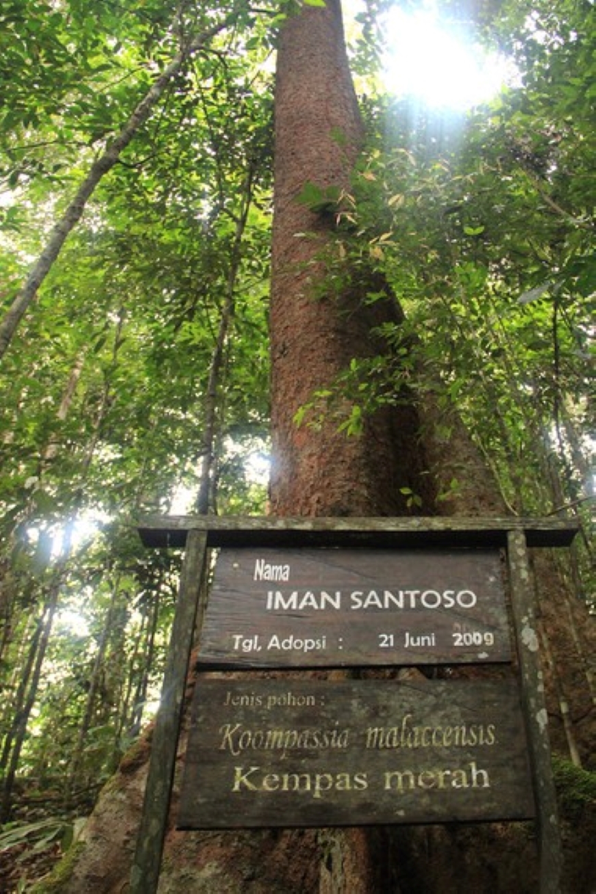 Kempas merah, salah satu kekayaan flora yang ada di objek wisata Bukit Bangkirai.