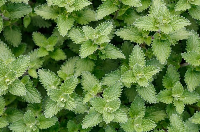 Catnip (Nepeta cataria)