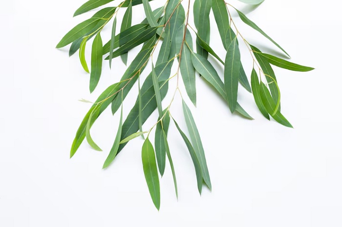 Ilustrasi tanaman Eucalyptus.