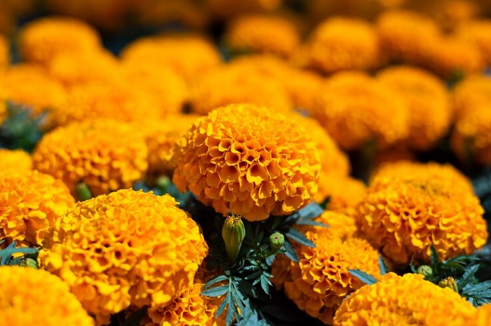 Ilustrasi bunga marigold.