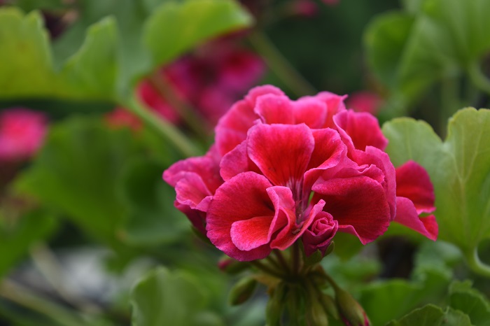 Ilustrasi tanaman geranium (Pelargonium).