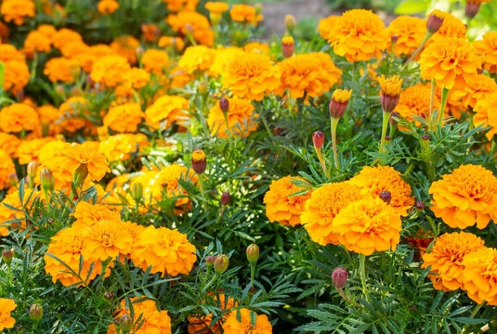 Ilustrasi tanaman marigold yang efektif dapat mengusir nyamuk.