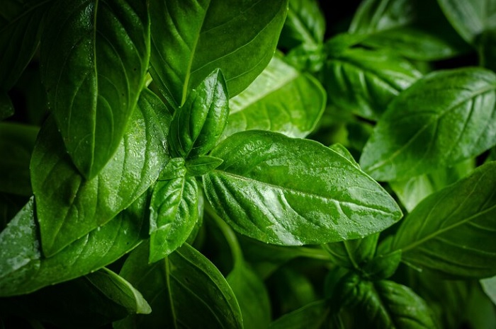 Ilustrai tanaman basil.