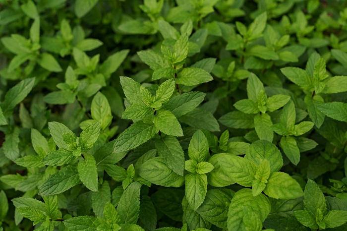 Ilustrasi tanaman peppermint.