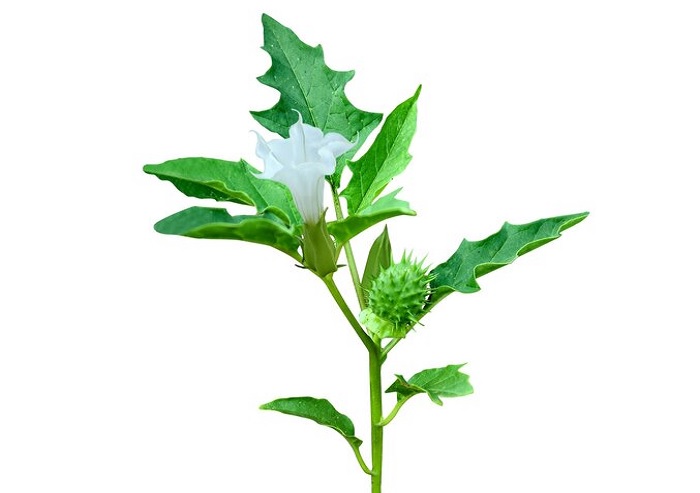 Ilustrasi tanaman kecubung yang banyak disalahgunakan.