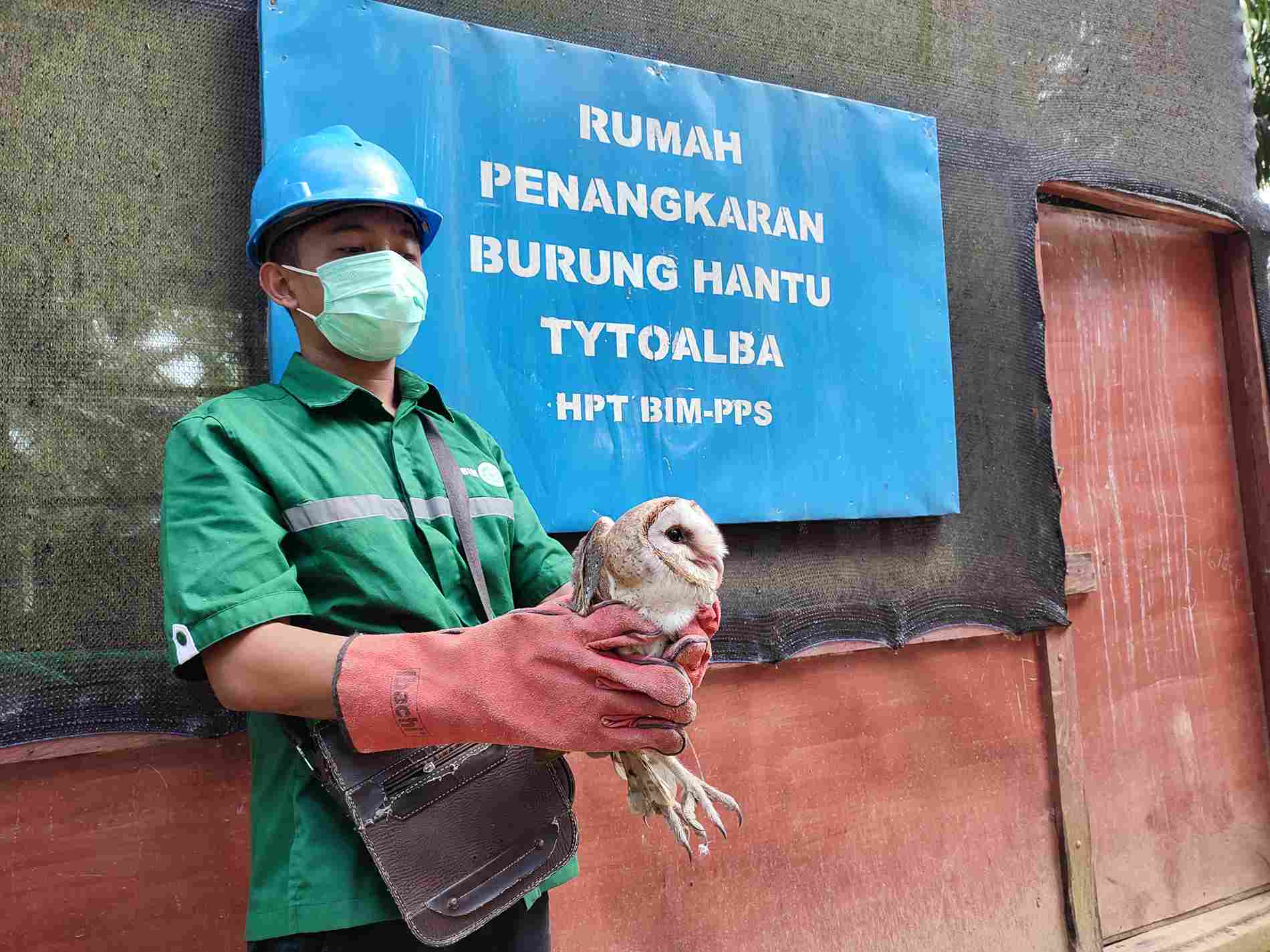 PENGUSIR HAMA: Burung hantu digunakan perusahaan kelapa sawit PT BIM-PPS untuk mengusir tikus yang ada di perkebunan sawit. (Foto: Najib/KP)