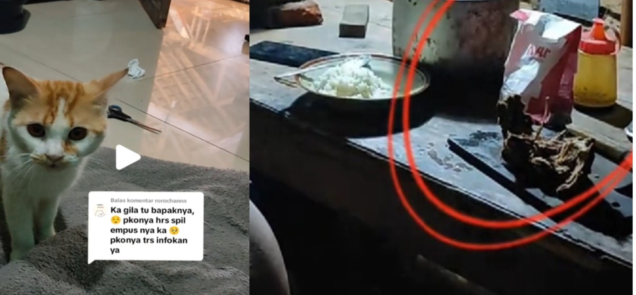 Kucing yang dikonsumsi bapak kos di Semarang, Jawa Tengah, Selasa (6/8/2024).