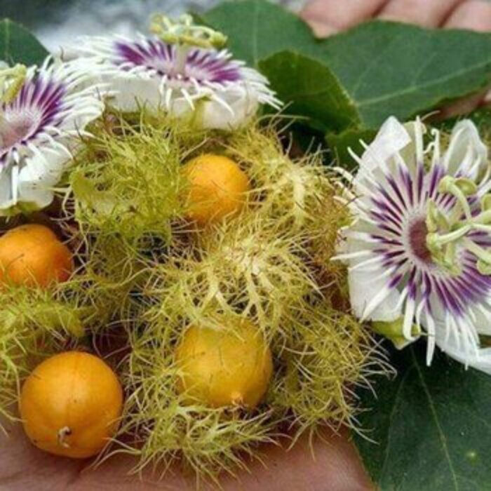 Kelubut merupakan tanaman herbal yang dipercaya sebagai obat tradisional yang dapat menyembuhkan berbagai penyakit.