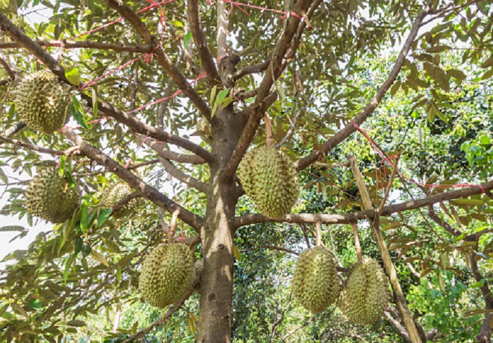 Pemanfaatan kulit batang durian ini menunjukkan kearifan lokal suku Kutai yang diwariskan dari generasi ke generasi.