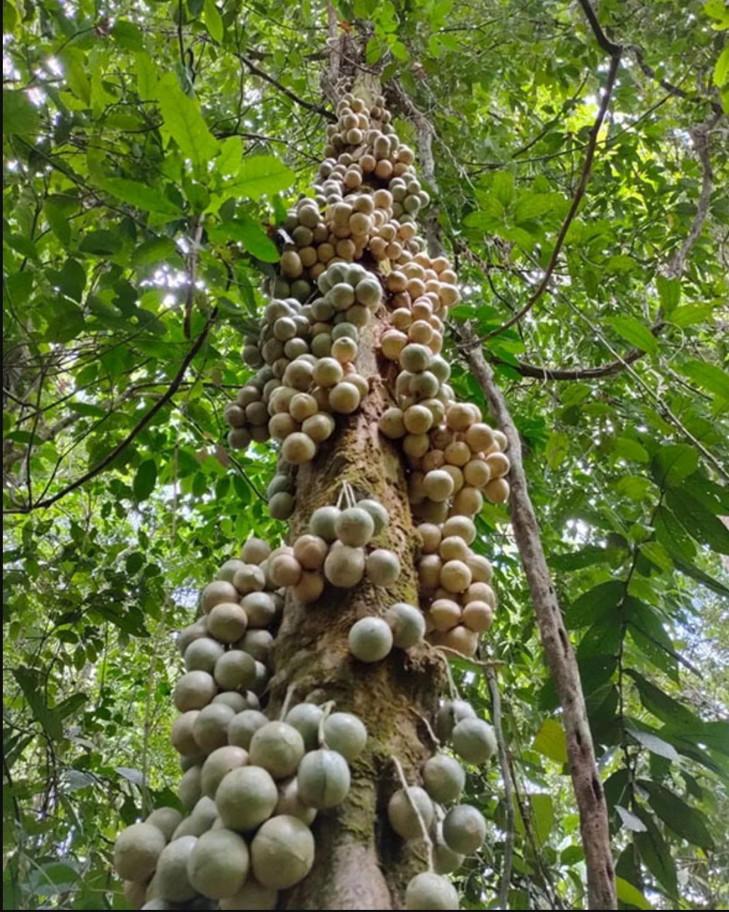 Foto: Instagram BBTN Bukit Barisan Selatan/Vivin Adi Anggoro dan YABI