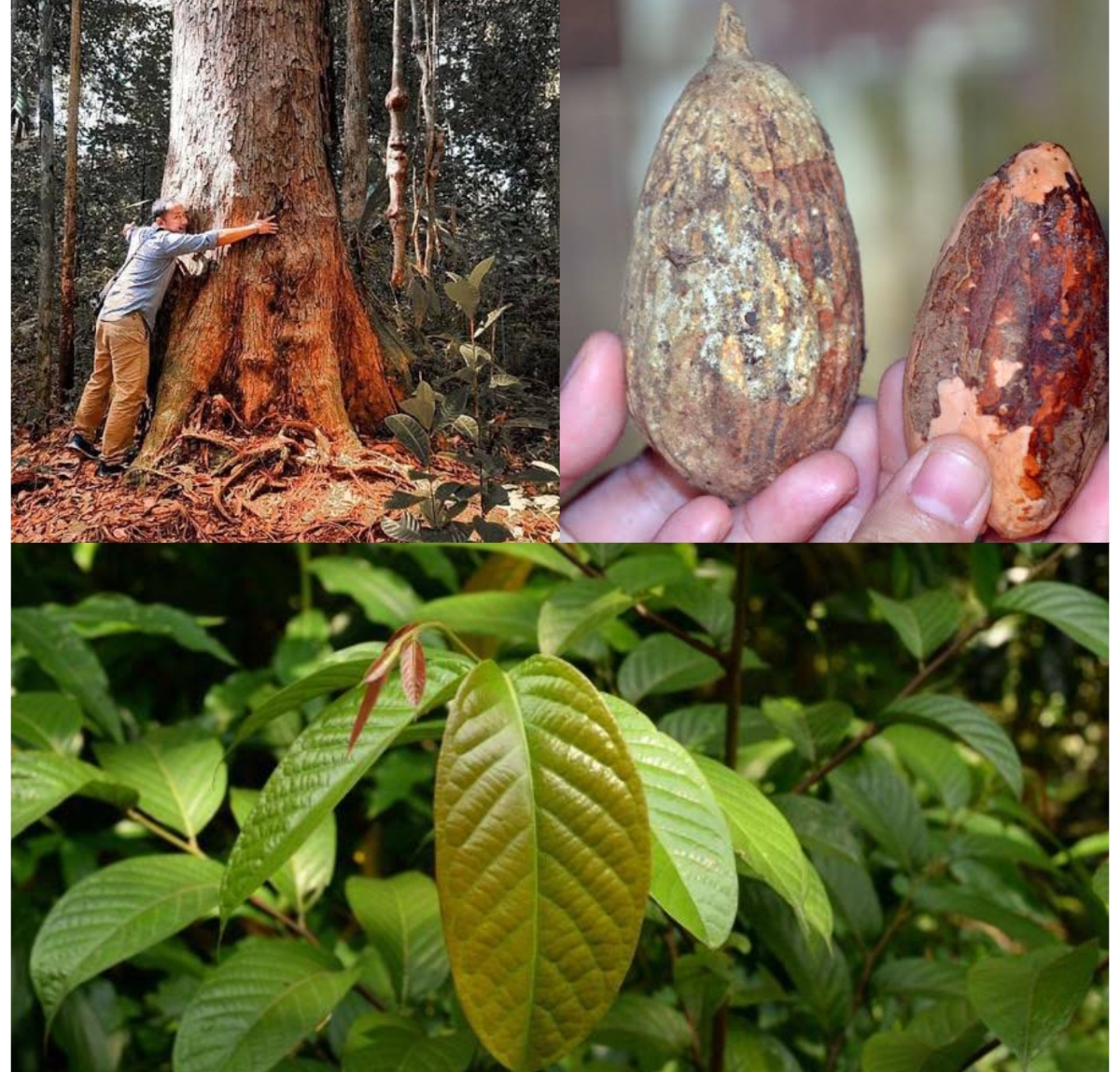 ASLI KALIMANTAN: Hampir tidak ada dari Bagian pohon ulin yang tidak bermanfaat bagi manusia. Mulai pohon, biji, ninja daunnya. (FOTO: IST)