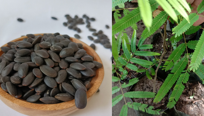 Dengan kandungan nutrisi dan senyawa aktifnya, kedaung atau kedawung dapat berperan dalam menjaga kesehatan dan mencegah berbagai penyakit.