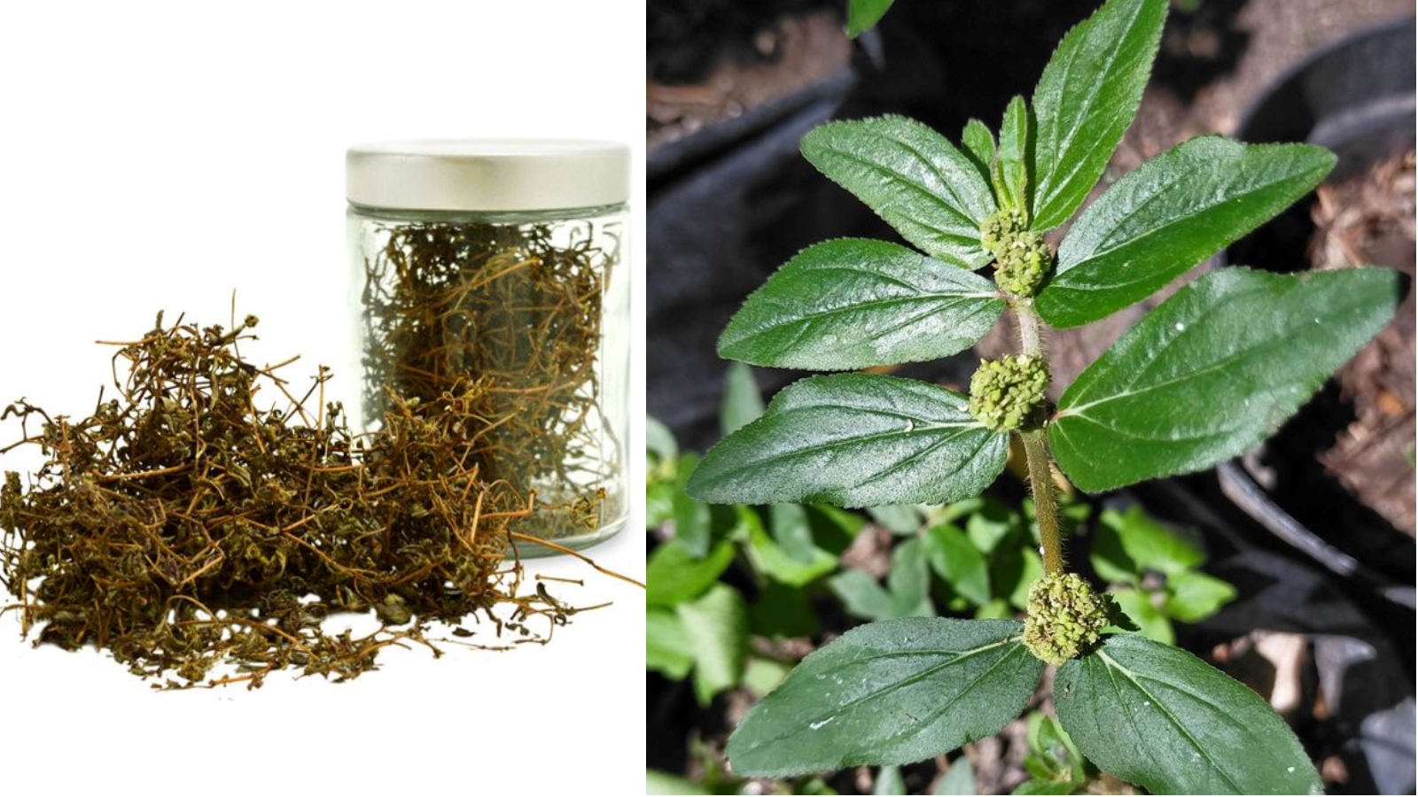 Herbal Kalimantan patikan kebo yang berkhasiat dalam mengobati asma, TBC, dan meredakan sakit saat menstruasi.