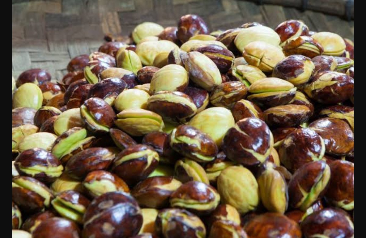 PRIMA: Meski memiliki bau menyengat, namun jaring juga memproduksi zat besi. (FOTO: IST)