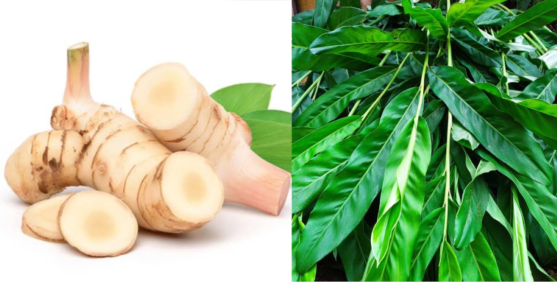 Herbal Kalimantan lemas.