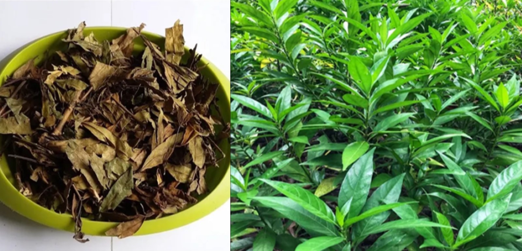 Herbal Kalimantan gandarusa populer sebagai anti diabetes dan obat batuk alami.