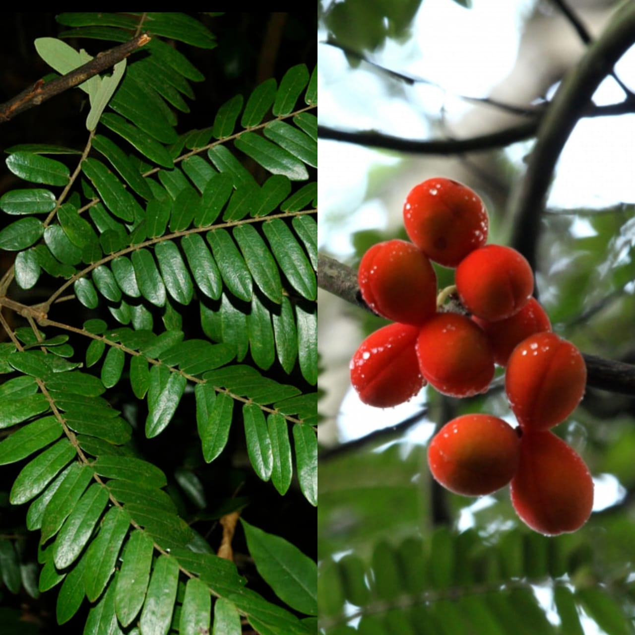 Akar dari belimbing bikut dipercaya dapat digunakan sebagai jamu pasca-melahirkan.