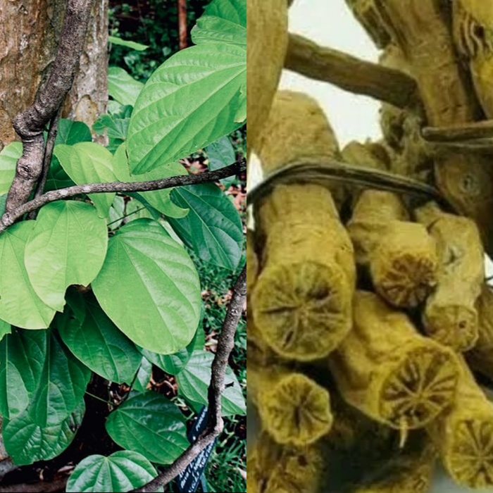 Akar kuning obat tradisional Kalimantan sebagai obat antimalaria.