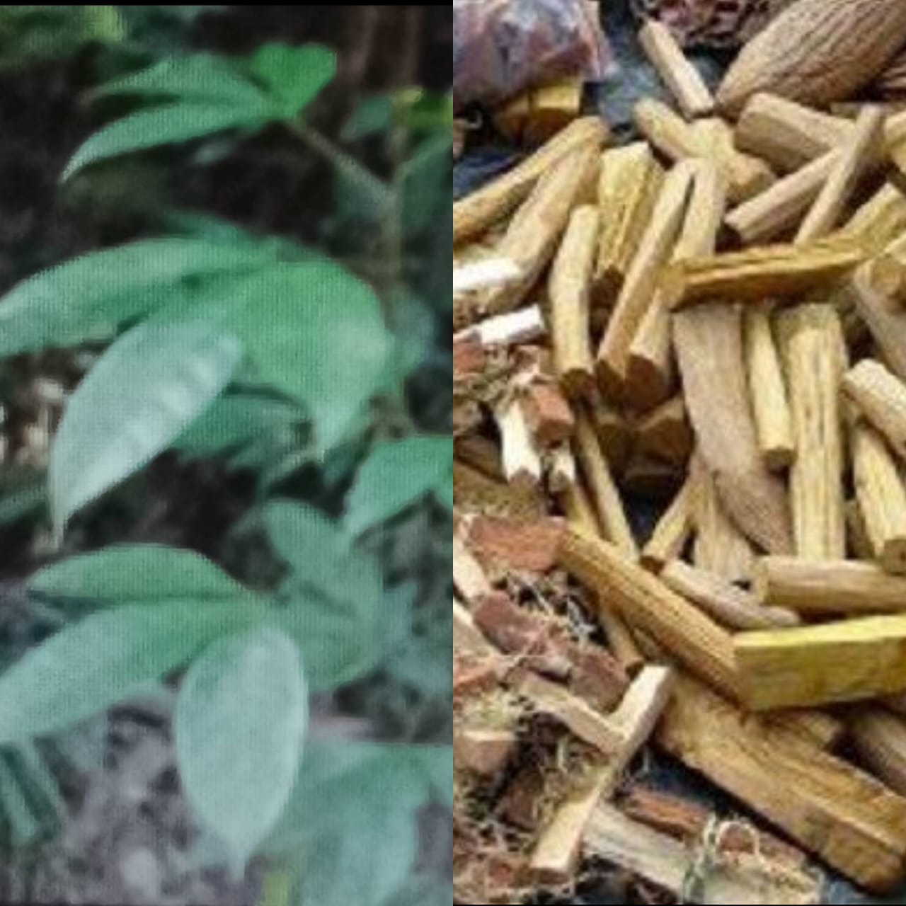 Akar seluang belum jika dikonsumsi bisa menambah keperkasaan kaum adam.