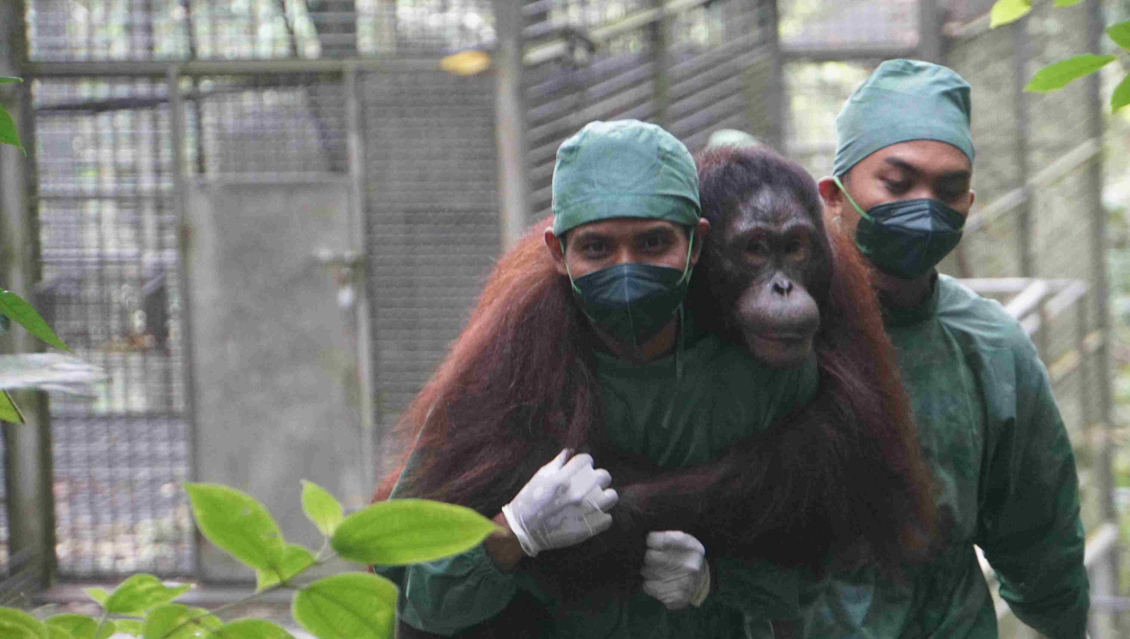 REHABILITASI : Orang utan yang dirawat Pengurus&nbsp;Yayasan Penyelamatan Orangutan Borneo&nbsp;atau &nbsp;Borneo Orangutan Survival Foundation (BOSF)&nbsp;sebelum dilepasliarkan ke habitatnya. (Foto: BOSF)