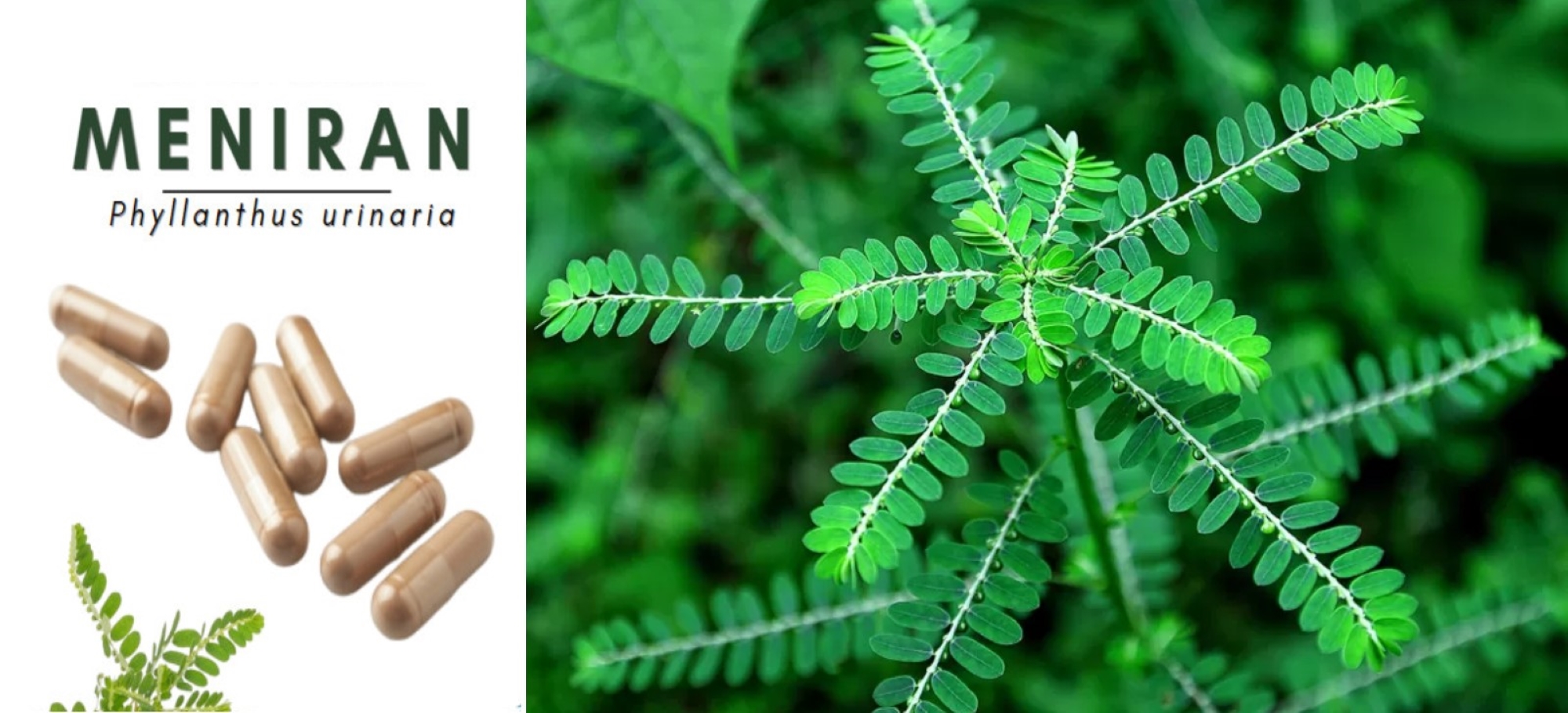 Herbal Kalimantan meniran hijau yang tumbuh liar di IKN ternyata berkhasiat mengatasi batu ginjal.