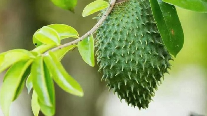 Nangka Belanda atau sirsak oleh Etnis Banjar yang tinggal di IKN dipercaya memiliki manfaat yang beragam.