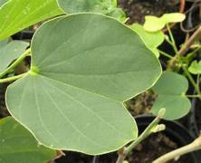 Bauhinia sp. tanaman tradisional alami yang bekhasiat sebagai obat untuk menjaga stamina.