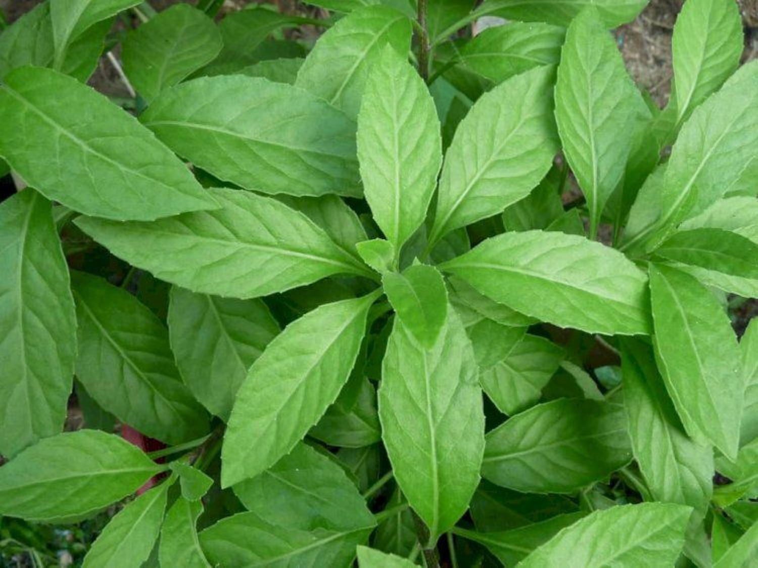 Sembung, herbal Kalimantan yang jadi aset potensial warga IKN.