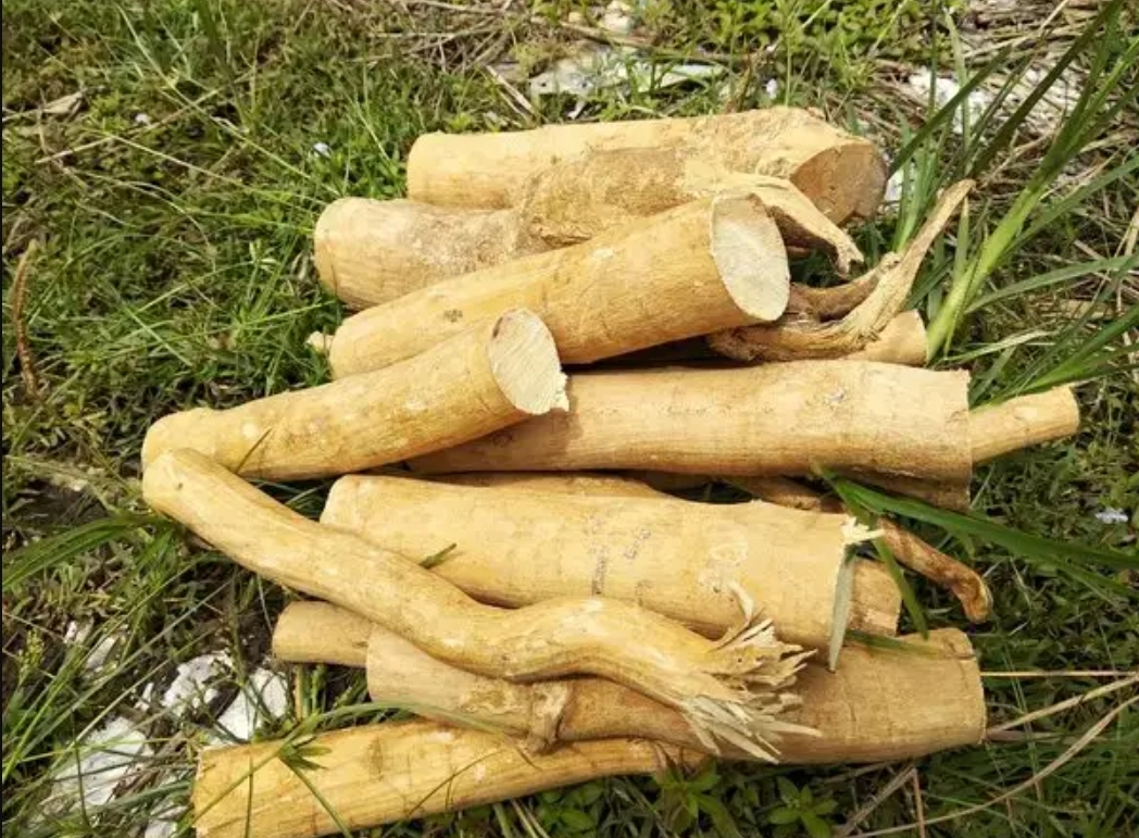 Agar pasak bumi (FOTO: IST)