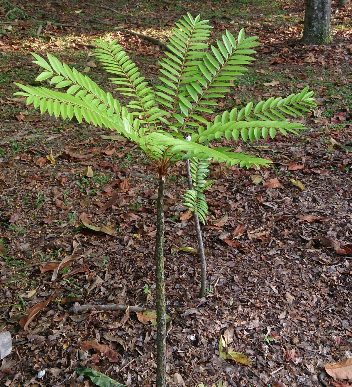 Pohon pasak bumi (FOTO: IST)