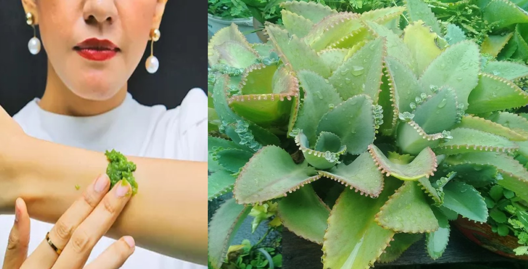 Herbal Kalimantan daun surga atau cocor bebek berkhasiat untuk menyembuhkan bisul hingga luka bakar.
