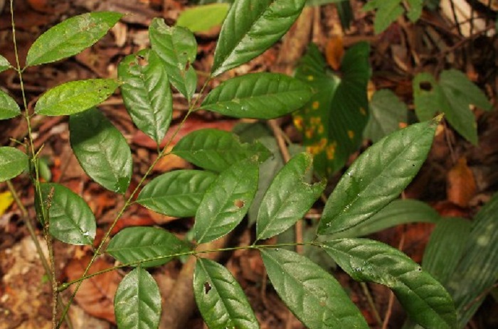 Kayu kayan merupakan herbal Kalimantan yang banyak ditemukan di wilayah IKN. Dipercaya etnis Kutai untuk mengatasi nyeri pada persendian.